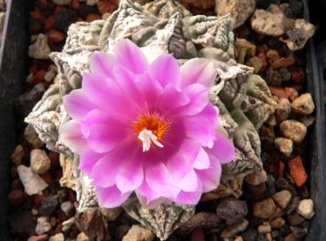 Ariocarpus fissuratus Big Bend